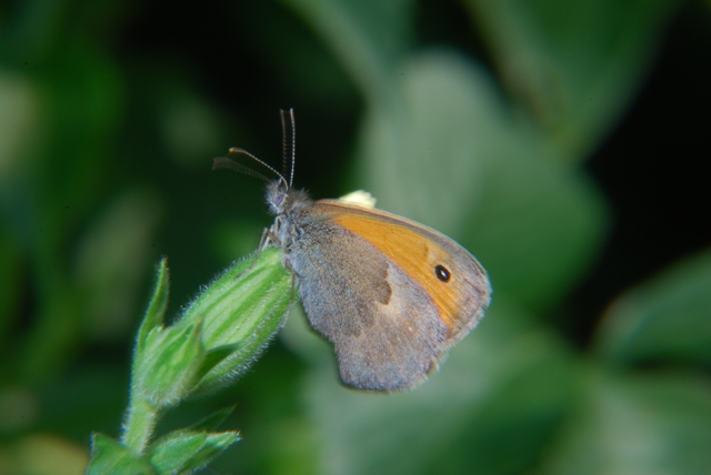 Coenonympha pamphilus